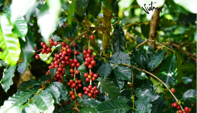 ETHIOPA YIRGACHEFFE - Image 4