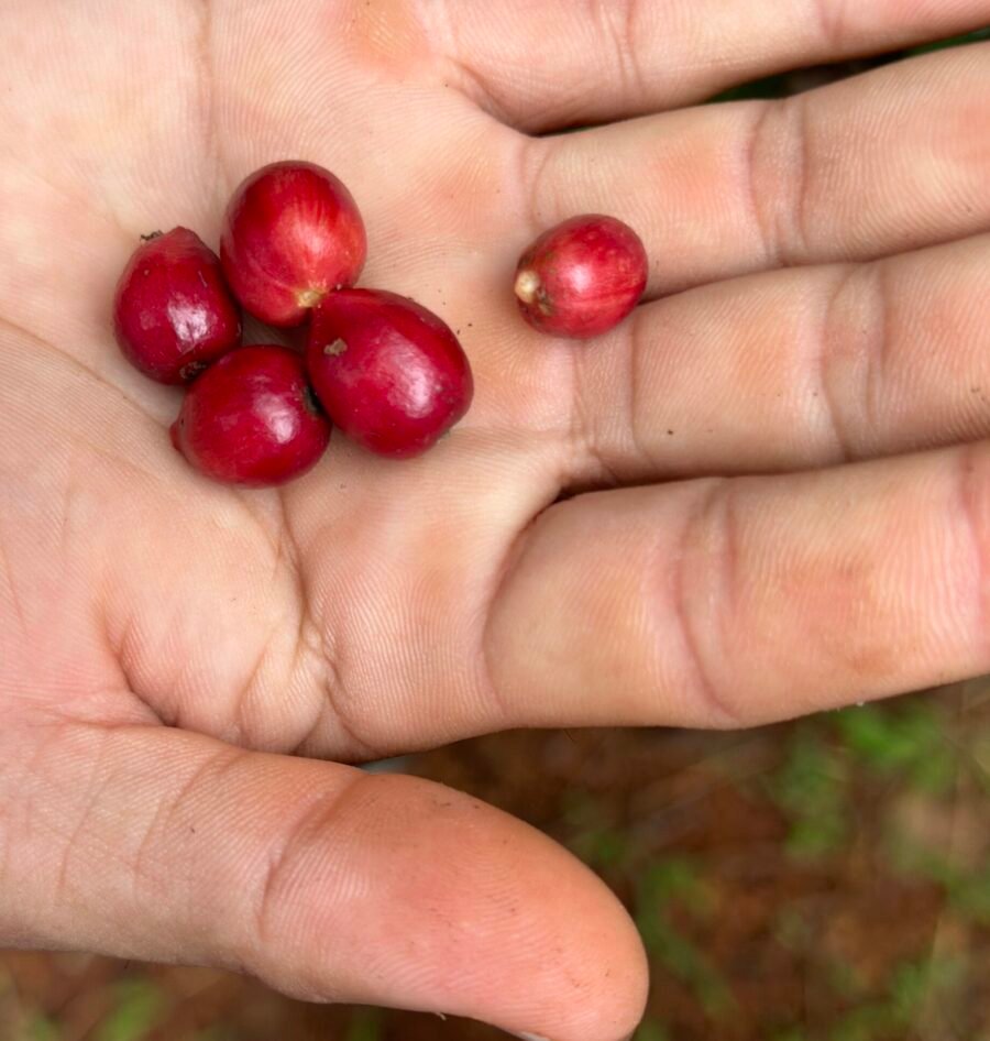 Coffee Cherry