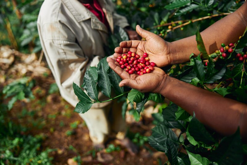 CONGO DRY PROCESS - Image 2