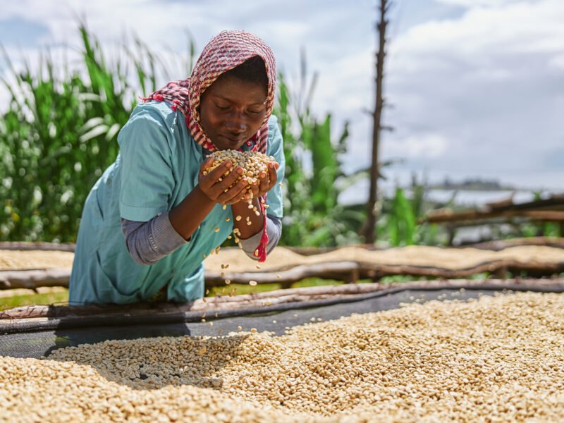 Kenya – Thika Karatu AB (8 oz whole bean)